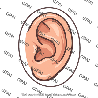External pinna