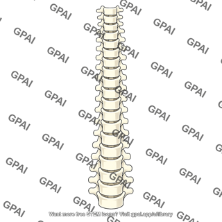 Spinal column
