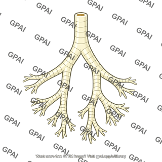 Insect tracheal system