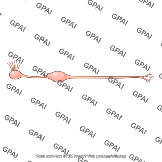 Olfactory receptor neuron