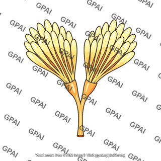 Ovary insect