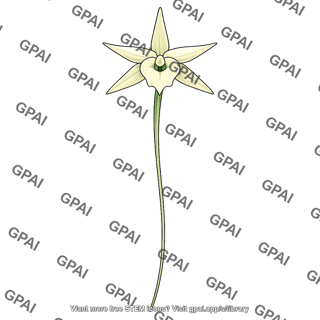 Madagascar orchid long floral tube