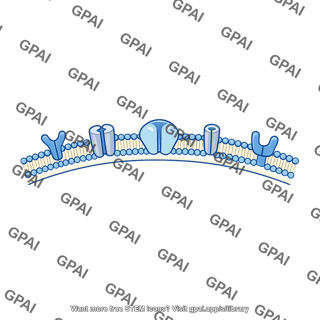 Postsynaptic membrane