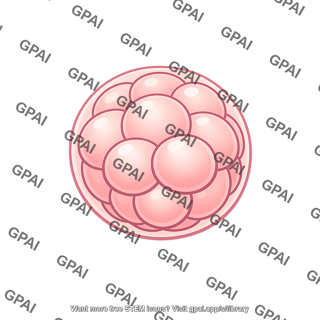 Human embryo cell cluster
