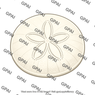 Sand dollar
