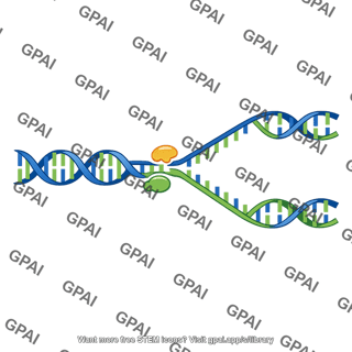 Dna replication fork