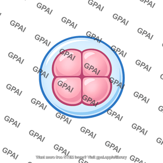Embryo cleavage