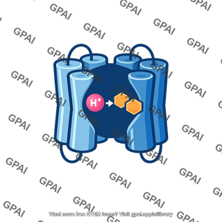 H sucrose transporter