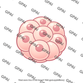 Early embryo