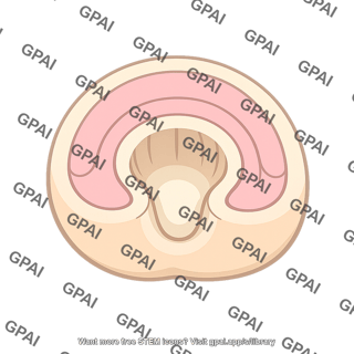 Gastrula late