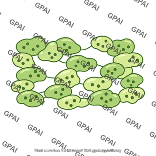 Spongy mesophyll