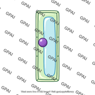 Growing cell primary meristem