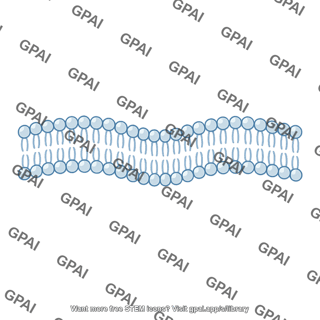 Cell plasma membrane