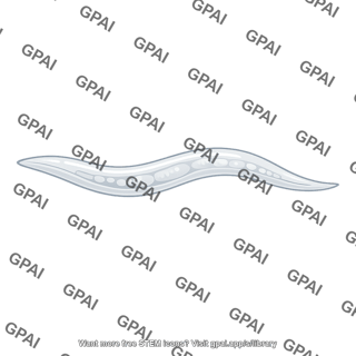 Caenorhabditis elegans larva