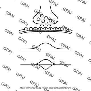 Postsynaptic potential