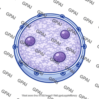 Human cell nucleus