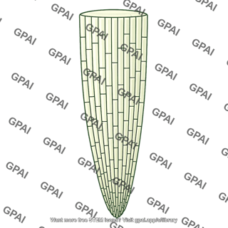 Zone of elongation
