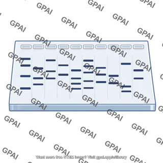Gel electrophoresis gel