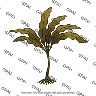Laminaria