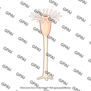 Obelia polyp