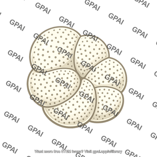 Foraminiferan shell