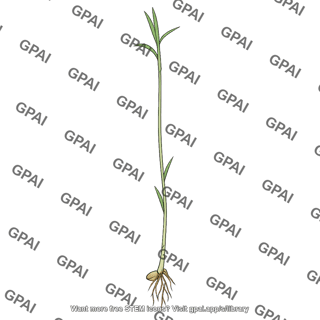 Rice seedling foolish