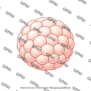 Cleavage stage embryo