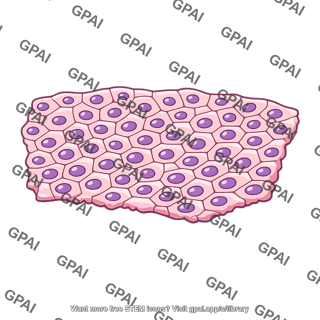 Tissue section