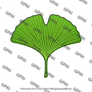 Maidenhair tree leaf