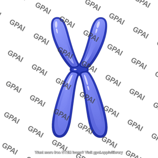Human chromosome