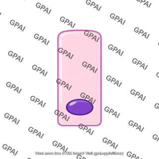 Colon epithelial cell
