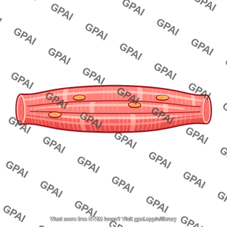Skeletal muscle fiber fast twitch
