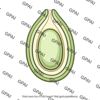 Megasporangium in ovule
