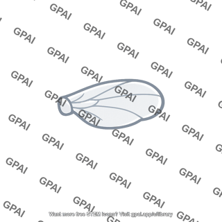 Vestigial wing