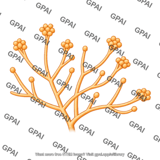 Bread mold neurospora crassa