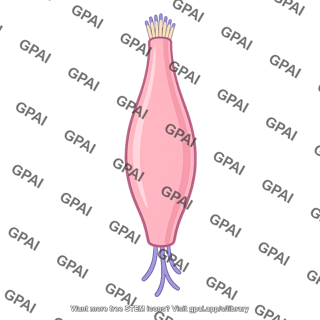 Taste receptor cell
