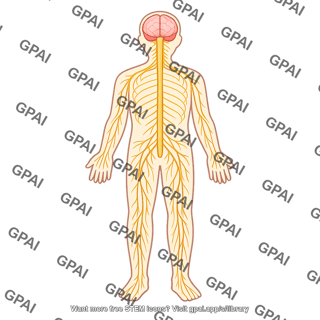 Nervous system