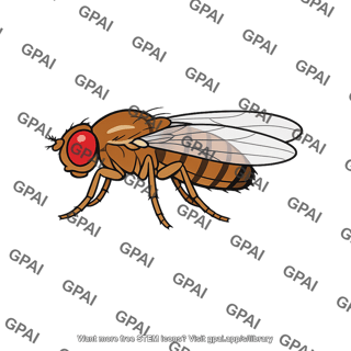 Drosophila yakuba