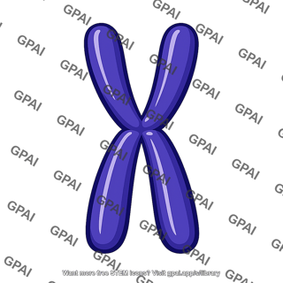 Chromosome duplicated