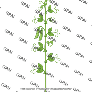 Pea plant tall