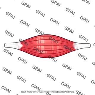 Fusiform skeletal muscle with tendons