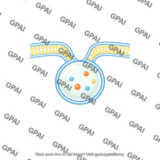 Endocytic vesicle