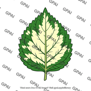 Coleus leaf variegated