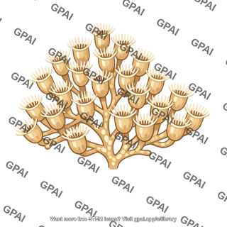 Ectoproct colony