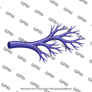 Hepatic portal vessel