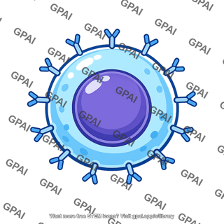 Activated b cell