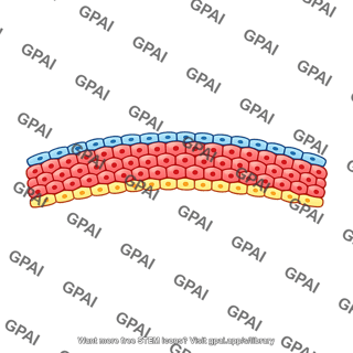 Embryonic germ layers