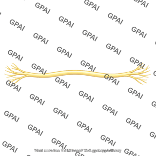 Sensory nerve