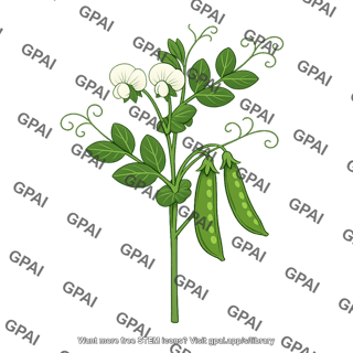 Pisum sativum