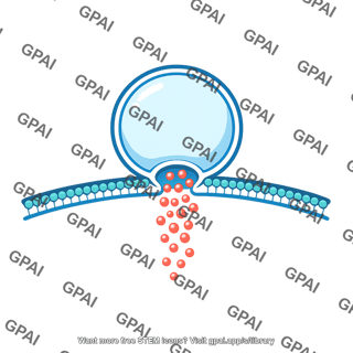 Exocytosis vesicle fusion